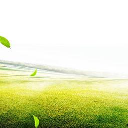 绿叶的交响背景音乐,绿叶交响曲中的自然诗篇